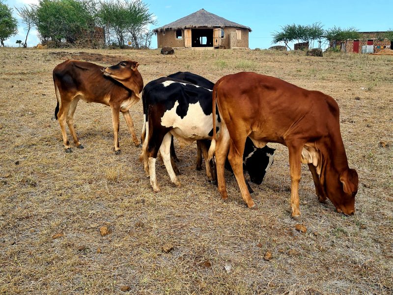 Worldschooling Tanzania