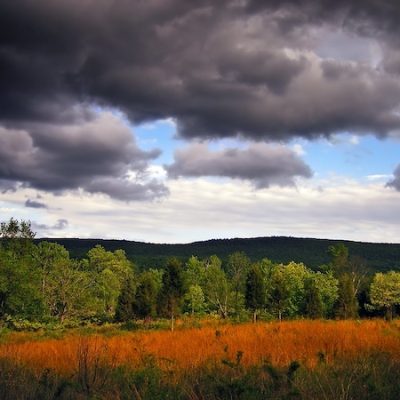 Flatbrook Forest Friends