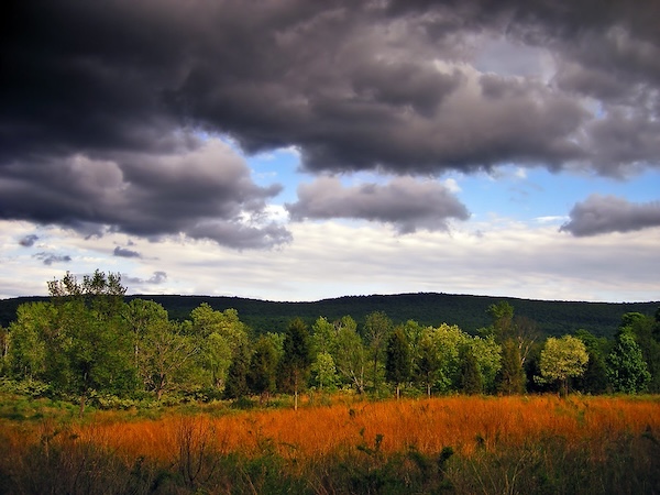 Flatbrook Forest Friends