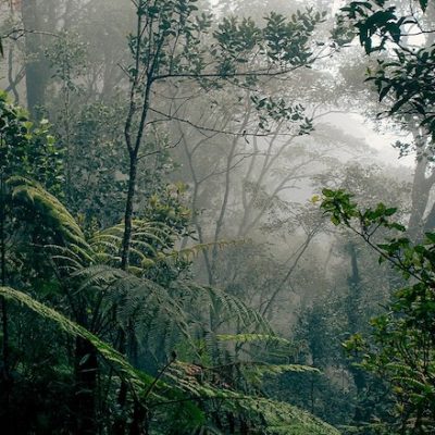 Dream Big Travels – Borneo