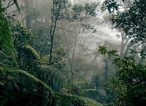 Dream Big Travels – Borneo